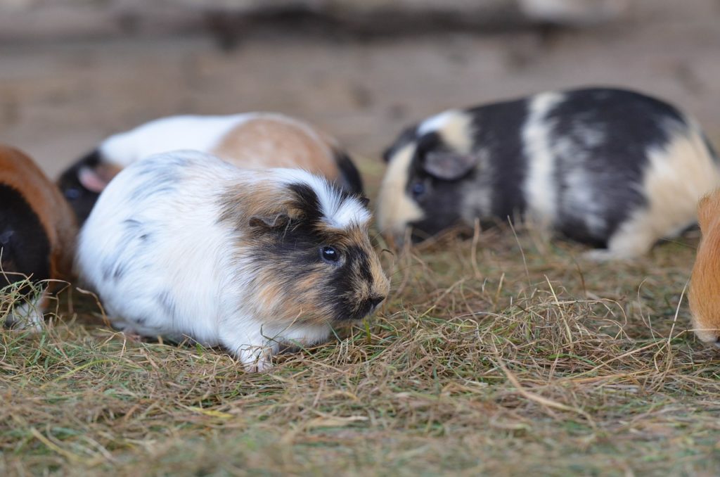 Don't be the guinea pig who updates WordPress first